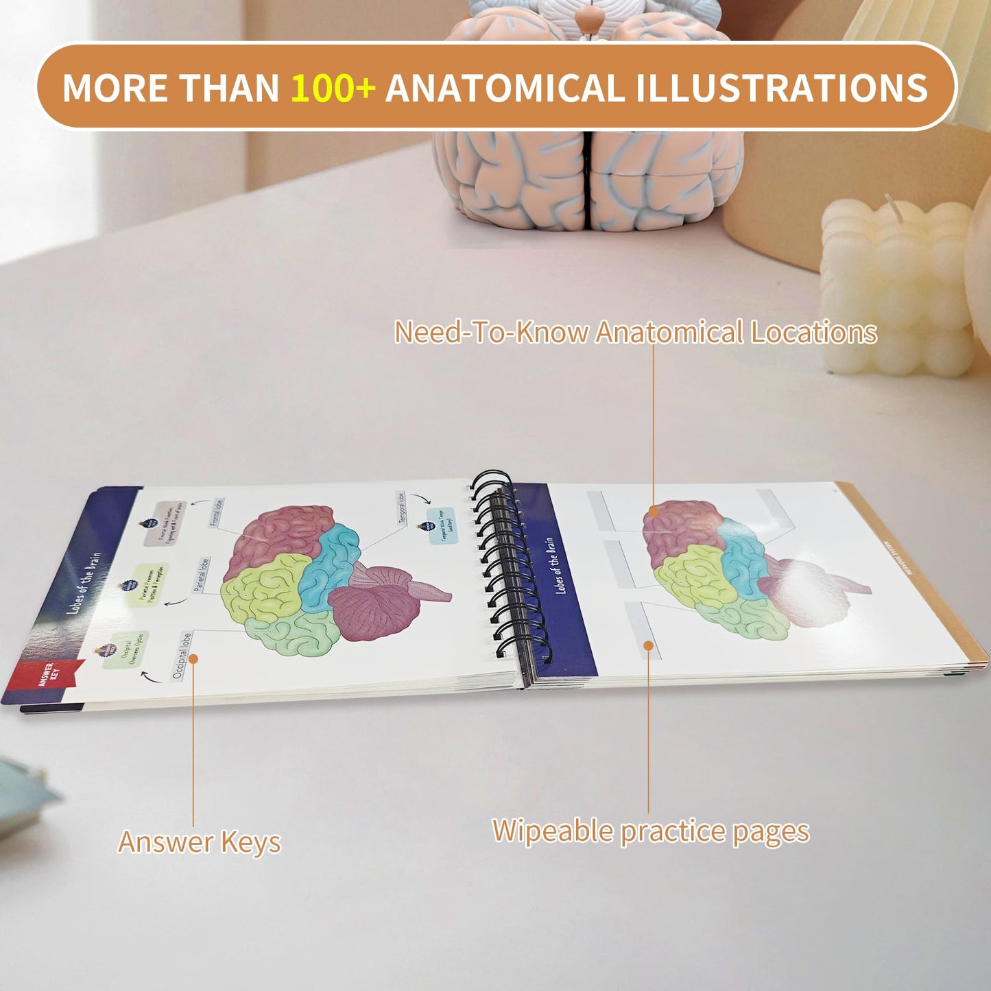 Anatomy Label Lab Workbook - 100+ Full-Color Dry-Erase Pages